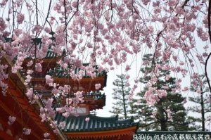 平安神宮枝垂桜