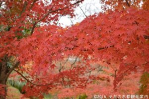 永観堂の紅葉