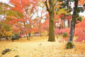 永観堂の紅葉