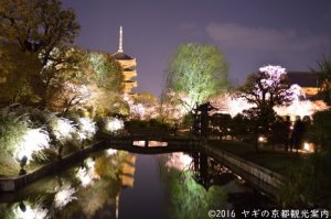 東寺桜ライトアップ