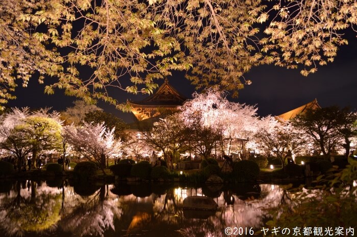 東寺の桜ライトアップ21は開催 紅葉ライトアップはコロナで中止かは未定 ヤギの京都観光案内 Kyoto Goat Blog