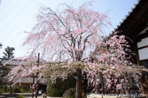 妙蓮寺の桜