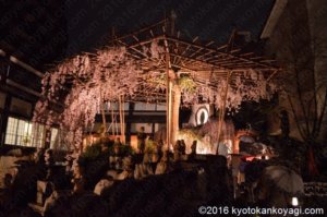六角堂桜ライトアップ