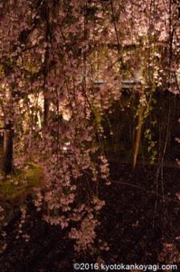 六角堂の桜ライトアップ