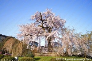 円山公園の枝垂桜2017