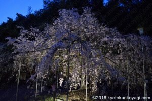 平野神社桜ライトアップ