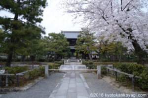 建仁寺の桜