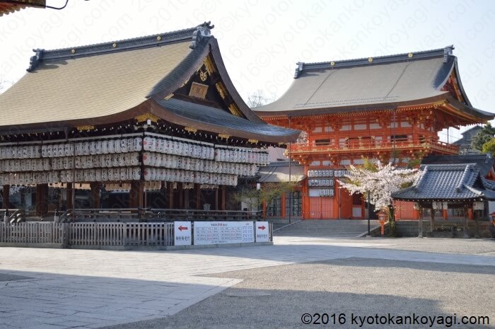 八坂神社の桜