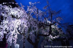 平等院鳳凰堂の桜ライトアップ