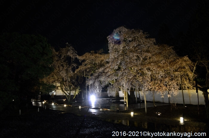 京都の夜桜ライトアップおすすめベスト25 21年版 ヤギの京都観光案内 Kyoto Goat Blog