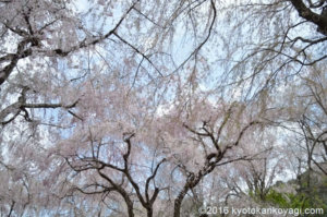 原谷苑の桜