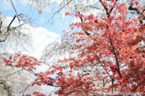 原谷苑の桜