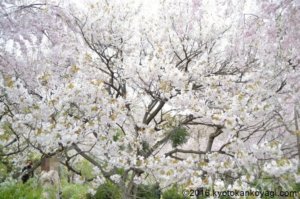 原谷苑の御室桜