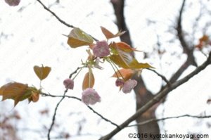 原谷苑の普賢象