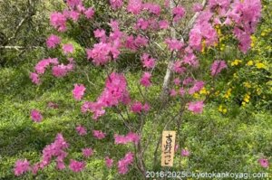 原谷苑吉野つつじ
