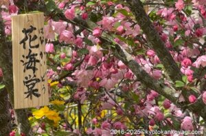 原谷苑花海堂