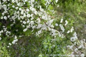 原谷苑しじみ花