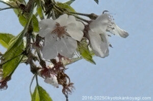 原谷苑淡墨桜