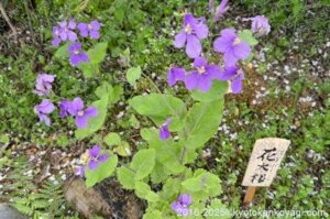原谷苑花大根