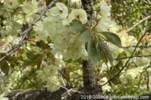 原谷苑の桜2025