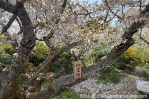 原谷苑の桜2025