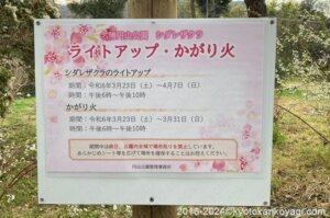 円山公園枝垂桜ライトアップ2024
