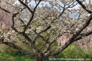 原谷苑の御室桜