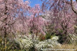 原谷苑の桜2025