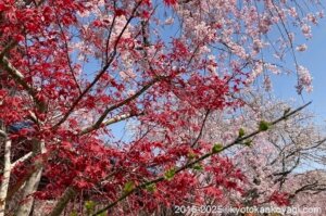 原谷苑の桜2025