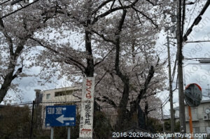 原谷苑開花情報