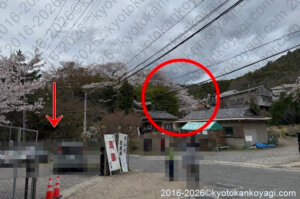 原谷苑開花情報