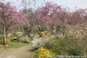 原谷苑桜まつり2022
