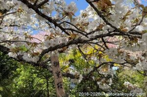 原谷苑2026年4月11日