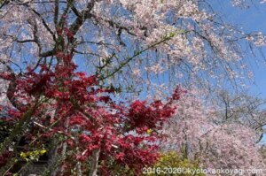原谷苑2026年4月11日