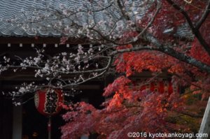 赤山禅院の寒桜と紅葉