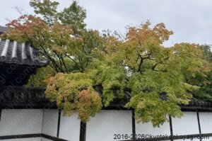 京都紅葉情報2026