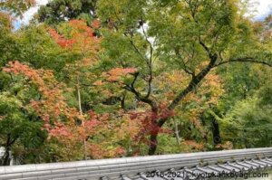 京都紅葉最新情報2022年