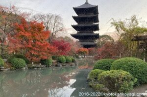 京都紅葉最新見頃情報2022年