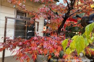 京都紅葉最新見頃情報2022年12月