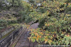 京都紅葉状況2025年10月19日
