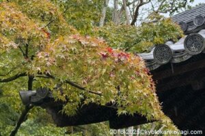京都紅葉状況2025年10月19日