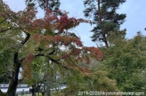 京都紅葉状況2025年10月26日