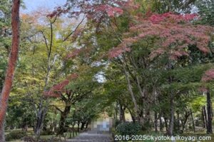 京都紅葉状況2025年11月2日