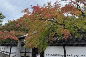 京都紅葉状況2025年11月2日