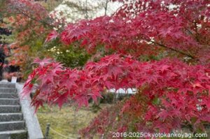 京都紅葉状況2025年11月8日