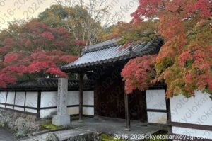 京都紅葉状況2025年11月8日