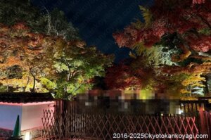 京都紅葉状況2025年11月26日