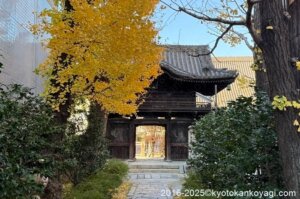 京都紅葉状況2025年12月6日