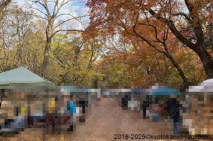 京都紅葉状況2025年12月7日