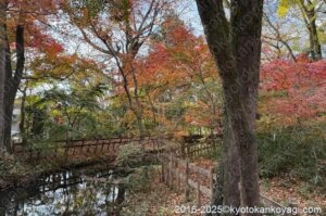 京都紅葉状況2025年12月7日